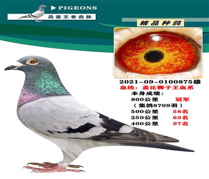 蓋比獅子王血系 本身800公里冠軍