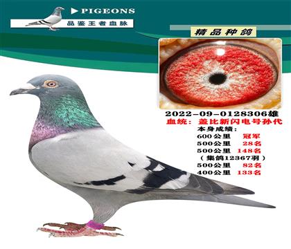 蓋比新閃電號(hào)孫代 本身榮獲600公里冠軍