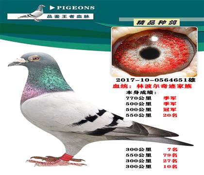 林波爾奇跡家族 本身770公里季軍