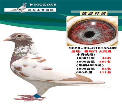 慕利門.火鳳凰 本身成績(jī)1000公里44名