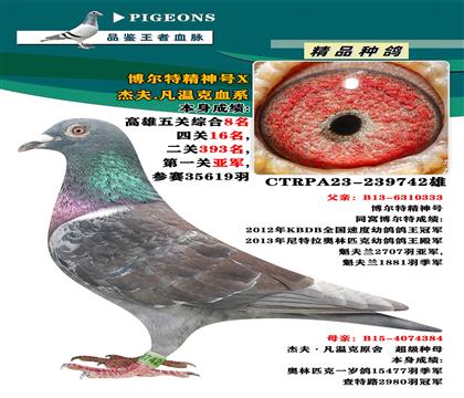 臺(tái)灣大豪專業(yè)競(jìng)翔”博爾特精神號(hào)X杰夫.凡溫克血系“
