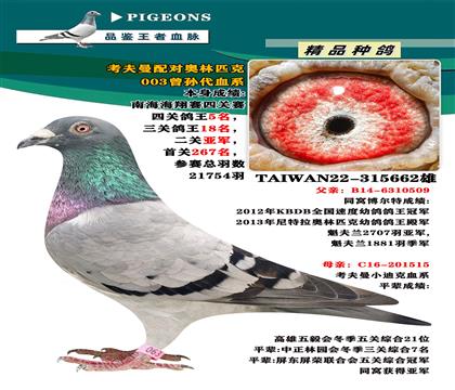 臺(tái)灣大豪專業(yè)競(jìng)翔”考夫曼配對(duì)奧林匹克003曾孫代血系“
