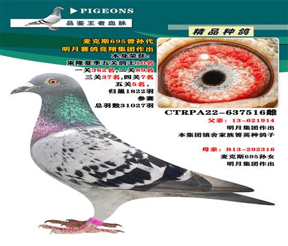 臺(tái)灣明月賽鴿競(jìng)翔集團(tuán)“麥克斯965曾孫代”