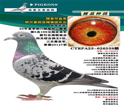 臺(tái)灣明月賽鴿競(jìng)翔集團(tuán)”國(guó)家號(hào)血系“