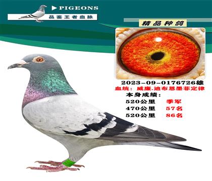 威廉.迪布恩 墨菲定律 本身520公里季軍