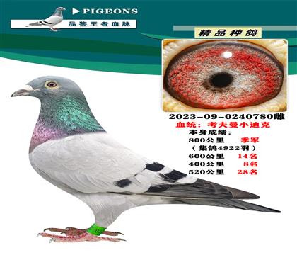 血統(tǒng):考夫曼小迪克 本身800公里季軍