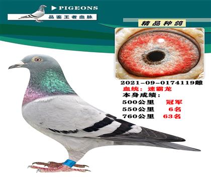 血統(tǒng):速霸龍 本身榮獲500公里冠軍
