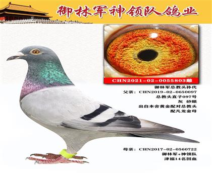 御林軍神領(lǐng)隊(duì) ”御林軍總教頭孫代“
