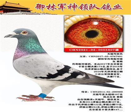 御林軍神領(lǐng)隊(duì)鴿業(yè) 天福號(hào)孫代