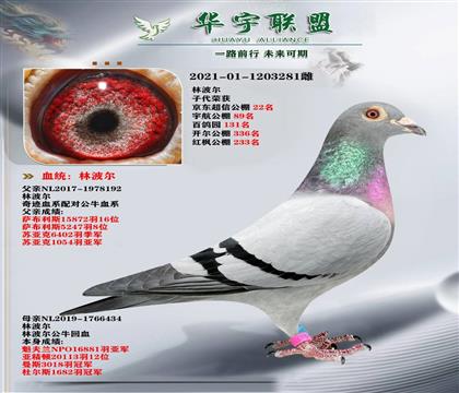 ٶ֮ ֲţ(qing)Ѫ