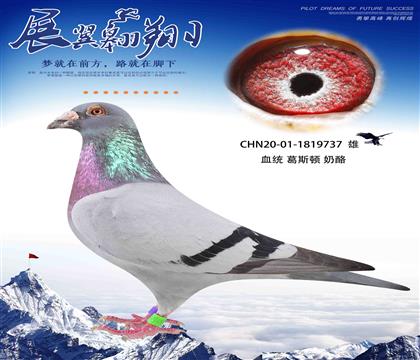 再現(xiàn)奶酪240頂級種雄737