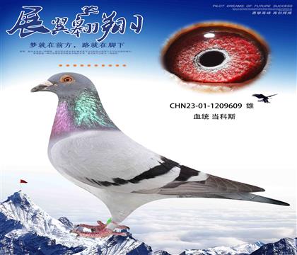 速度狂魔當科斯 一關上岸的609