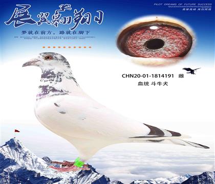 斗牛犬191