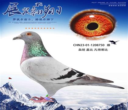 轉飛鴿王的蓋比750