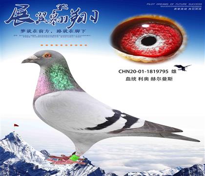 再現(xiàn)新羅西795