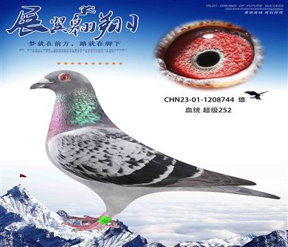 寄養(yǎng)棚利器徐英杰超級252作出744