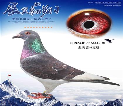 吉林克斯白頭席維斯特近親回血作出415