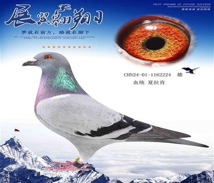 全能鴿王血系 夏拉肯天馬絲絲224