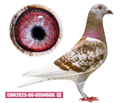 ǲ-606