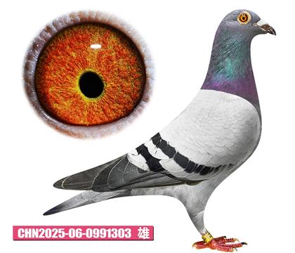 T(mn)v-h̖(ho)303
