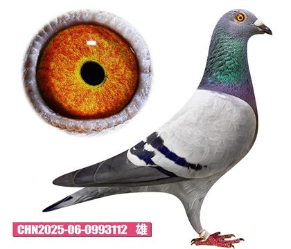 w-W̖(ho)112