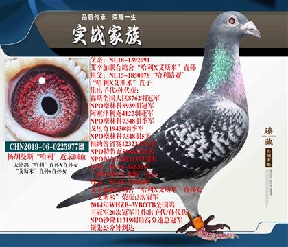 ˹HѪ