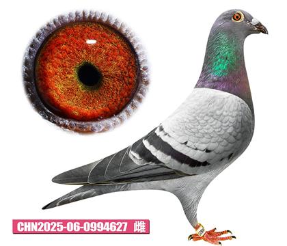 盖比-鲁道公主627