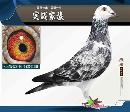 “VIP”雄鹰号+“VIP”飞鹰号