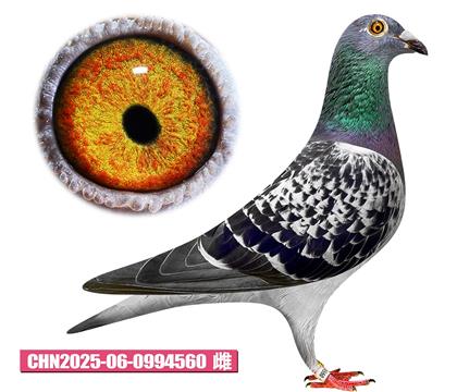 ǲ-ؼ560