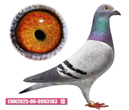Ǳ-183