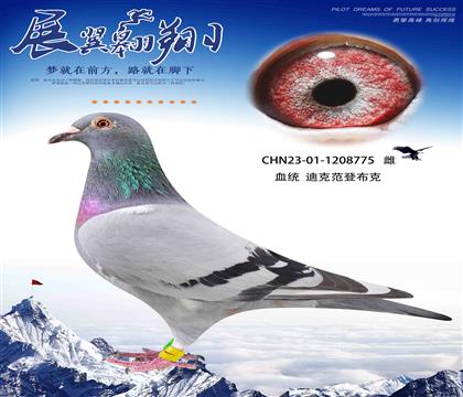 ǲ˰ƥ006ֱ775