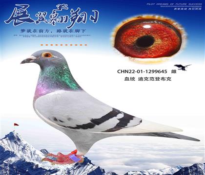ǲ˰ƥ006ֱŮ645
