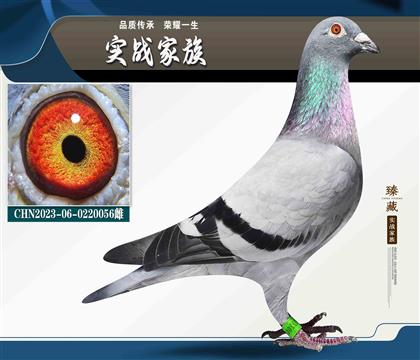 速霸龙知名17家族 四关鸽王62