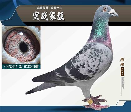 钢铁不败-嘉信鸽苑 神州辉煌公棚佼佼者