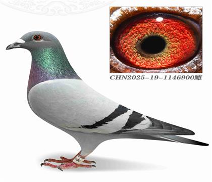 ؠ006ֱOXؠ006ֱŮ