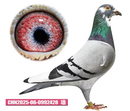ǲ-ؠ428