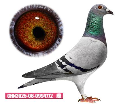 Ӣ˹-ι772