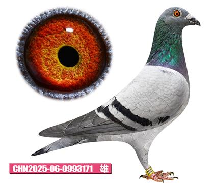 Tv-pTʿ̖171