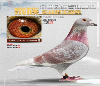 üt̖(ho)493@(jing)