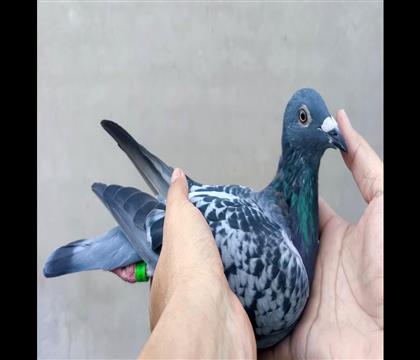 Ƭ