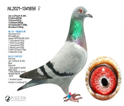 ZL015XoOޡ䌦