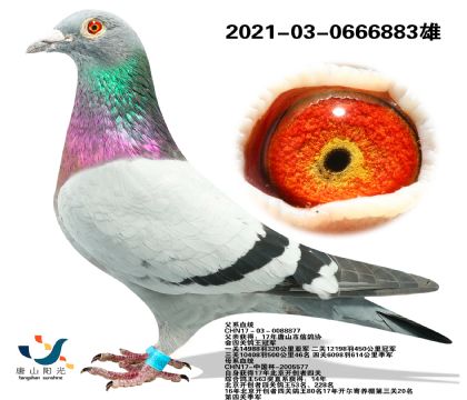 ɽꖹ:ꖹ⡱ֱذN
