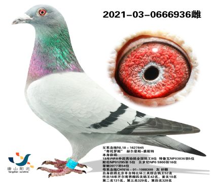 ɽꖹI(y) WѪϵ