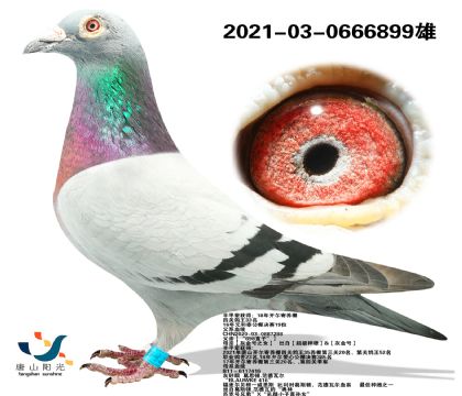 ɽꖹ~䌦