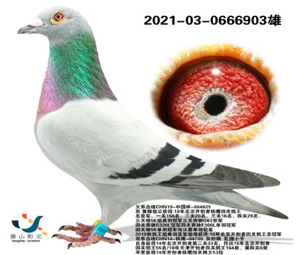 ɽꖹ  ЇСBO