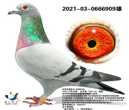 ɽꖹW䌦