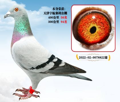 40056