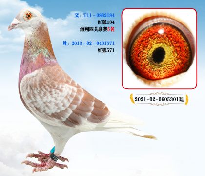  t184ղɭt