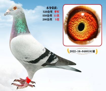 (qing)](zhn)N P(gun)P(gun)λ