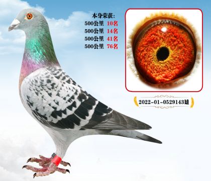 N 500 10  Ӵs@λ